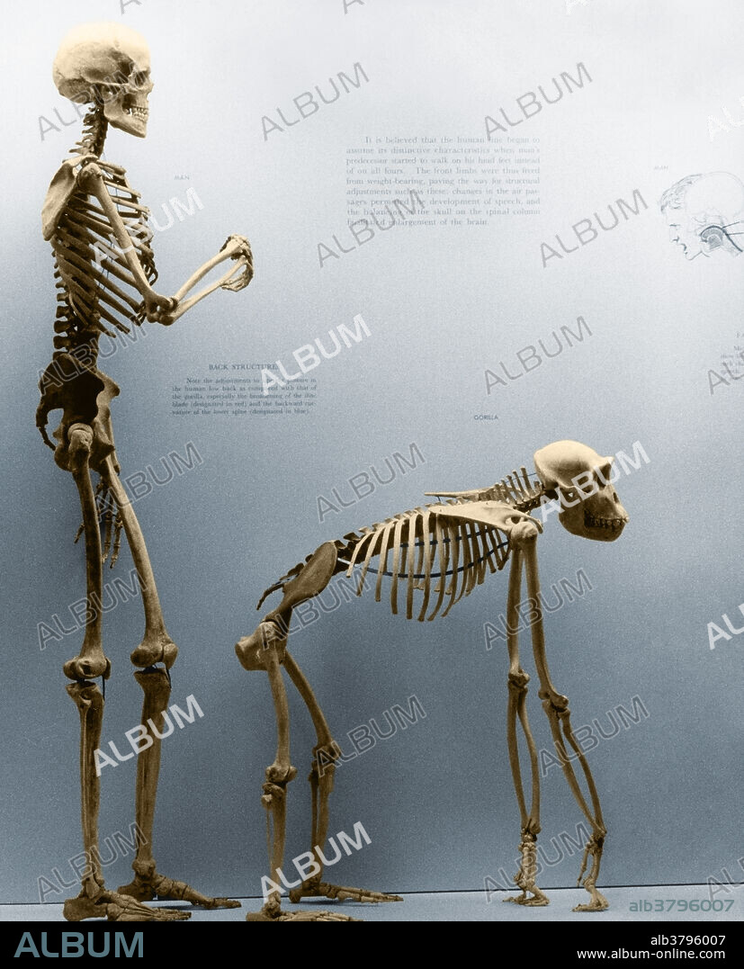Color enhanced photograph of the comparison of gorilla and human skeletons. Display at the National Museum of Natural History.