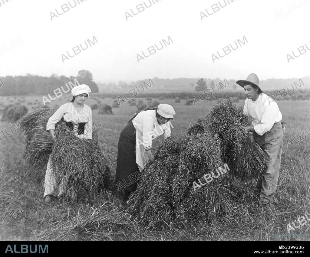 Europe:  c.  1910 Peasants stacking sheaves of grain for drying.