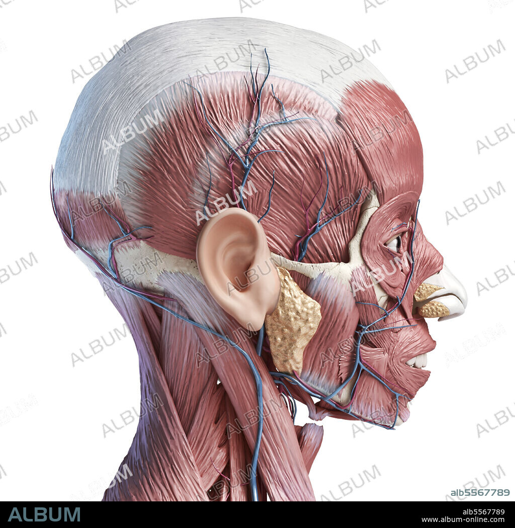 3D illustration of muscular and vascular systems in the human head. Lateral view on white background.