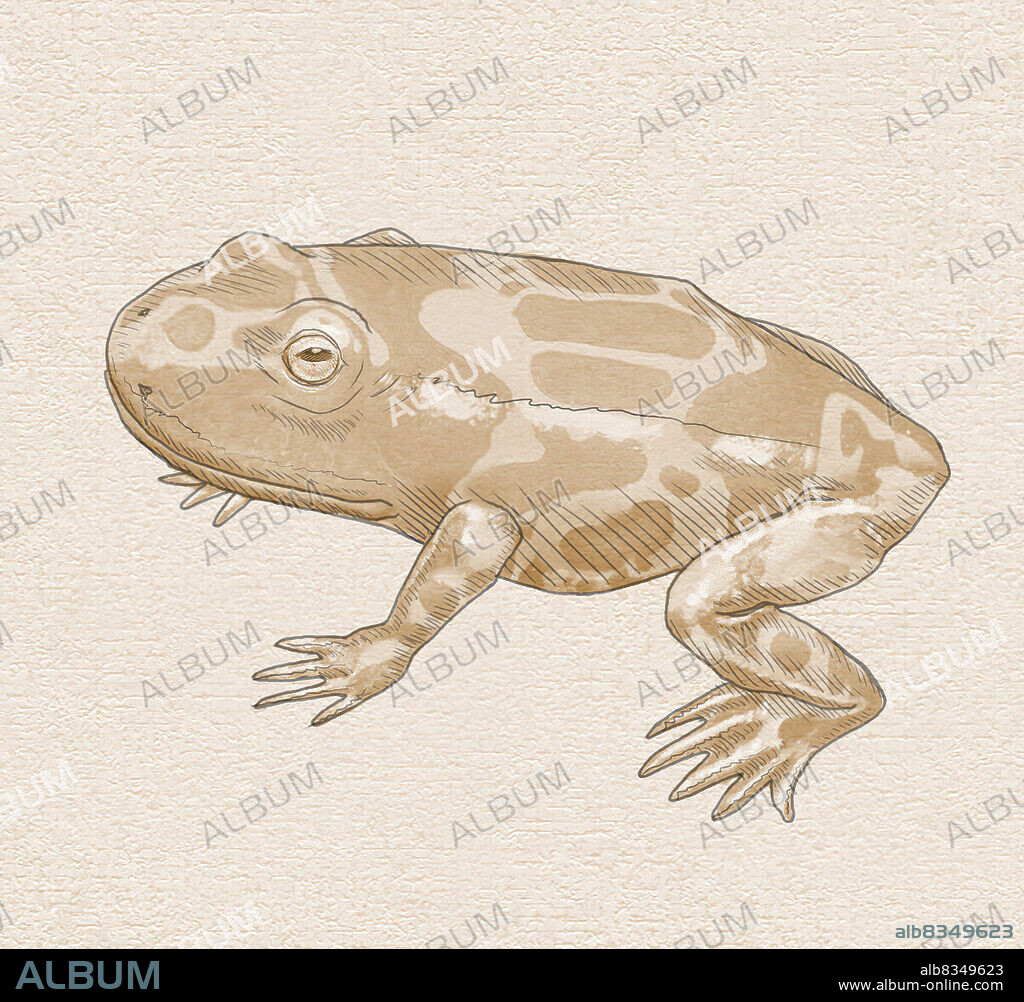 Triadobatrachus was a primitive frog that lived in Madagascar (a large island off southeastern Africa) about 250 million years ago, before the appearance of the dinosaurs.This amphibian was about 4 in. (10 cm) long, including its short tail.
