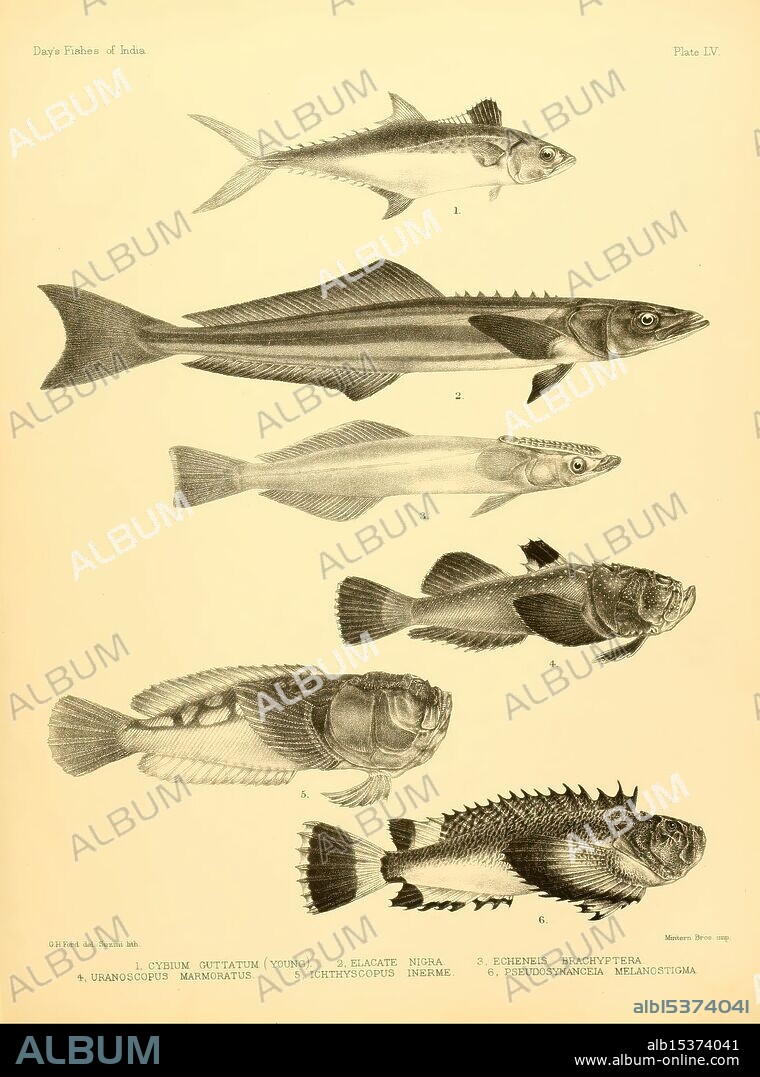 The, fishes, of, India, [1875]-1878, India, Burma, Indian Ocean, Sri Lanka, fishes, marine fishes, Bengal Bay of, This illustration showcases a variety of fish species, each meticulously labeled with its corresponding name and scientific classification. The arrangement presents six different types of fish, highlighting their unique shapes, sizes, and distinguishing features. Species include the Vyldin Chittatum, Blakate Mugra, Euglenes Brachyptera, and several others, showcasing a rich diversity within aquatic life. The details emphasize their fins, body structure, and potential regional characteristics, providing valuable information for marine biology enthusiasts and researchers.