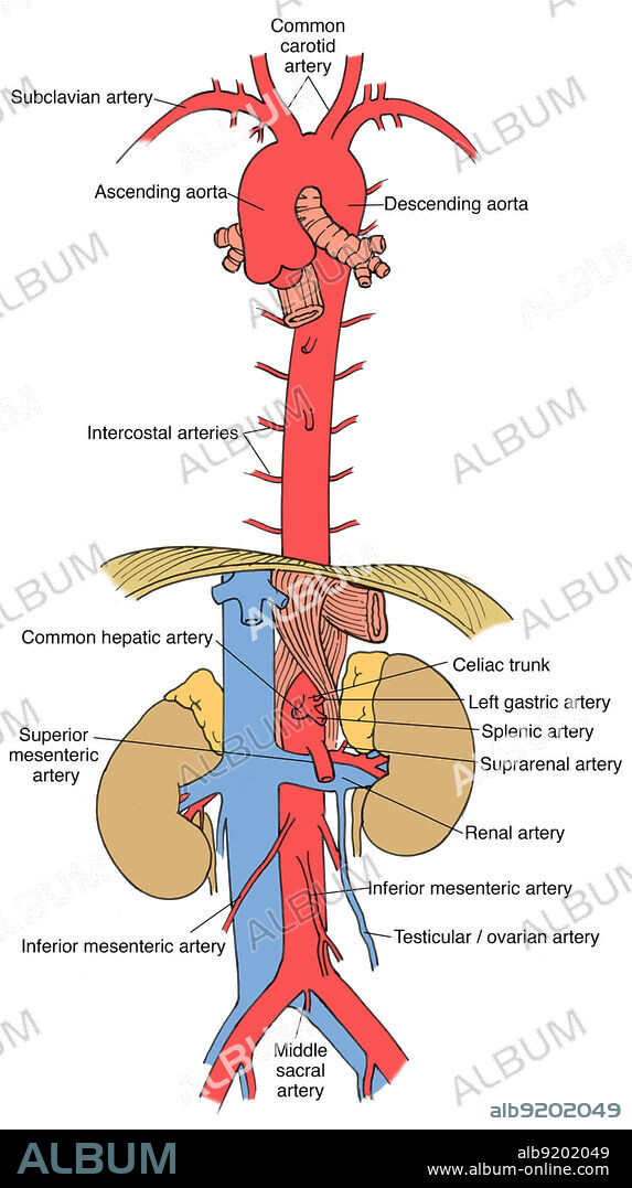 Anatomical illustration of aorta and branches, including subclavian artery, common carotid artery, ascending aorta, descending aorta, intercostal arteries, common hepatic artery, celiac trunk, left gastric artery, splenic artery, suprarenal artery, renal artery, interior mesenteric artery, testicular/ovarian artery, middle sacral artery, inferior mesenteric artery, and superior mesenteric artery.