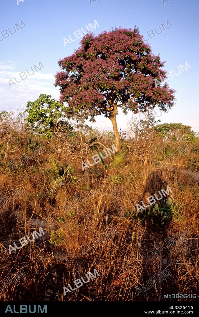The Sucupira-Branca tree (Pterodon polygalaeflorus), a medicinal plant, flowering among other vegetation in Grande Sertao Veredas National Park, Chapada Gaucha, Brazil.