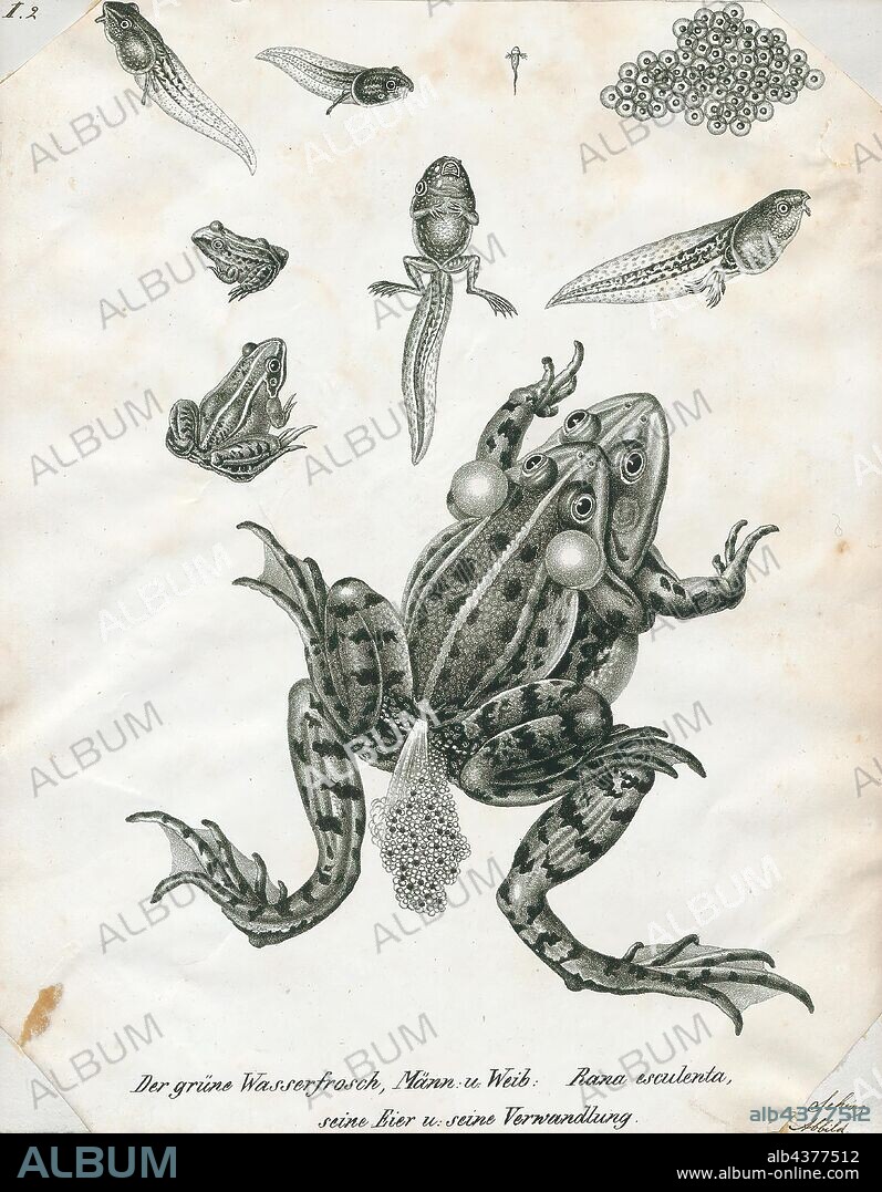 Rana esculenta, Print, The edible frog (Pelophylax kl. esculentus) is a name for a common European frog, also known as the common water frog or green frog (however, this latter term is also used for the North American species Rana clamitans)., 1700-1880.