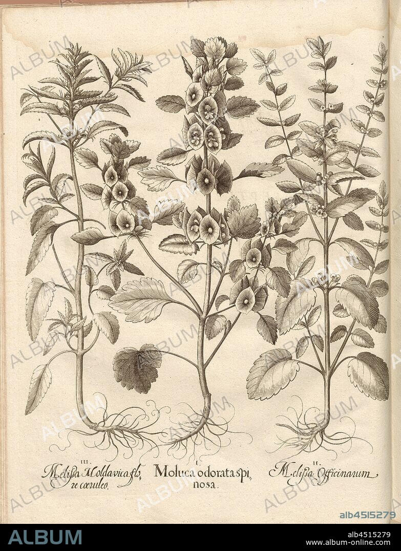 Melissa Moldavica flower coeruleo, Moluca odorata spinosa, Melissa Officinarum, Melissa, Copperplate, S. 498, Besler, Basilius; Jungermann, Ludwig, 1713, Basilius Besler: Hortus Eystettensis (...). Nürnberg, 1713.