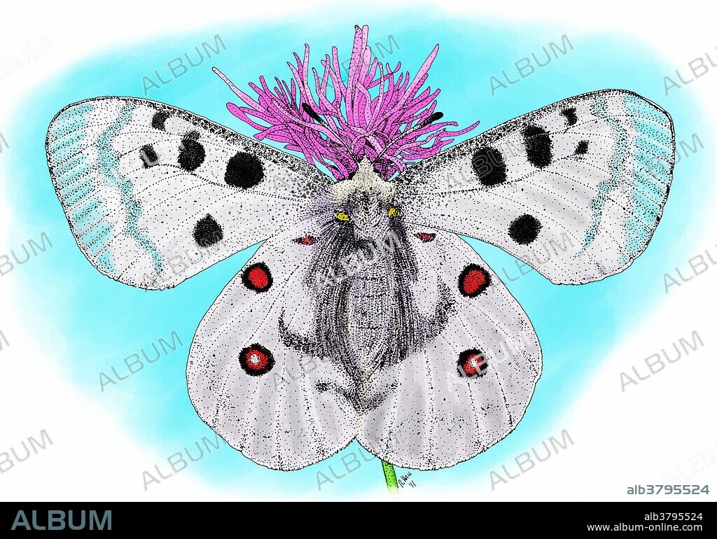 Mountain apollo butterfly (Parnassius apollo) an endangered butterfly species of Europe.