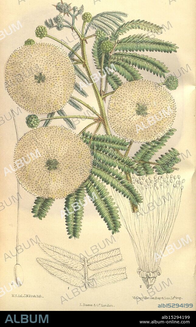 Curtis's botanical magazine, London, New York, botany, periodicals, pictorial works, Matilda Smith, Calliandra portoricensis, Zapoteca portoricensis, Mexico, Central America, Curtis, flowers, David Prain, Women in Science, Matilda Smith, This illustration showcases a botanical study of a plant featuring large, round inflorescences that resemble pom-poms, adorned with numerous tiny flower clusters. The plant exhibits feathery, compound leaves with a delicate arrangement of leaflets. Below the prominent blooms, a detailed depiction of a single leaf is provided, highlighting its structure and texture. The overall composition emphasizes the intricate details of the plant's features, illustrating the beauty and complexity of botanical forms.