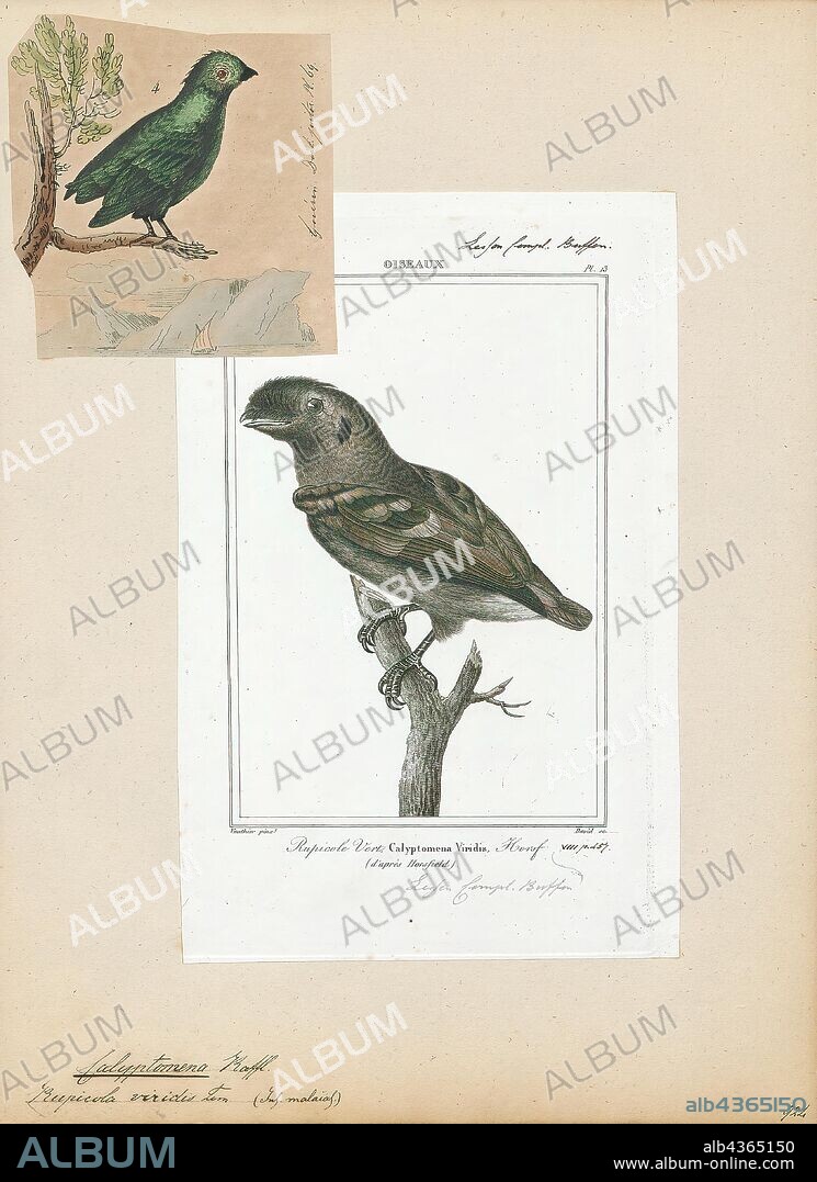 Calyptomena viridis, Print, The green broadbill (Calyptomena viridis) also known as the lesser green broadbill is a small bird in the broadbill family., 1838.