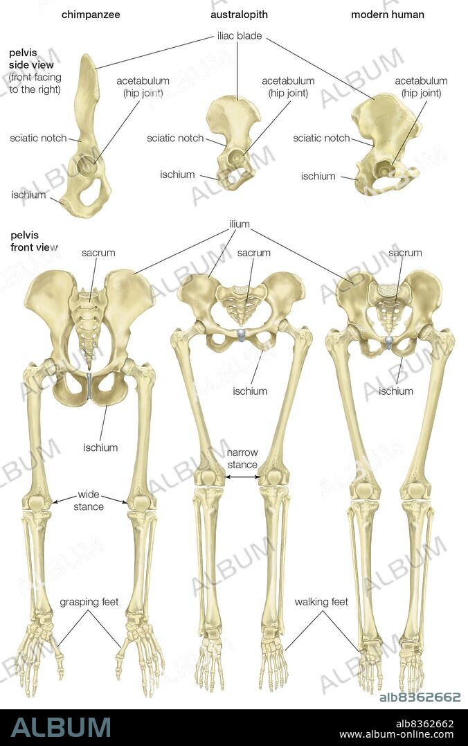 Comparison of the pelvis and lower limbs of a chimpanzee, an australopith, and a modern human.