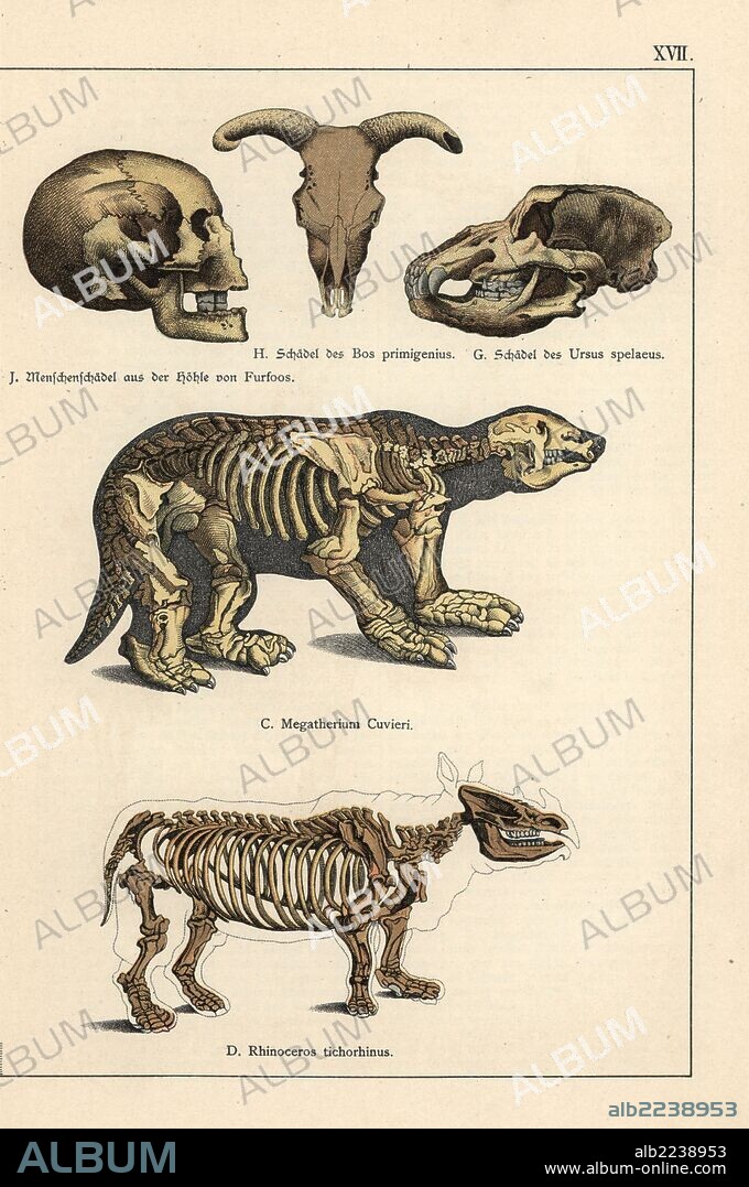Fossil skulls and skeletons: man from Furfoos cave, auroch Bos primigenius, cave bear Ursus spelaeus, giant sloth Megatherium cuvieri and woolly rhinoceros, Coelodonta antiquitatis (Rhinoceros tichorhinus). Chromolithograph from Dr. Fr. Rolle's "Geology and Paleontology" section in Gotthilf Heinrich von Schubert's "Naturgeschichte," Schreiber, Munich, 1886.