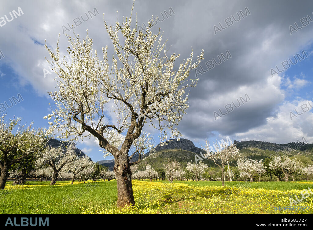almendros floridos, Prunus dulcis, Son Maixella, Mallorca, balearic islands, Spain.