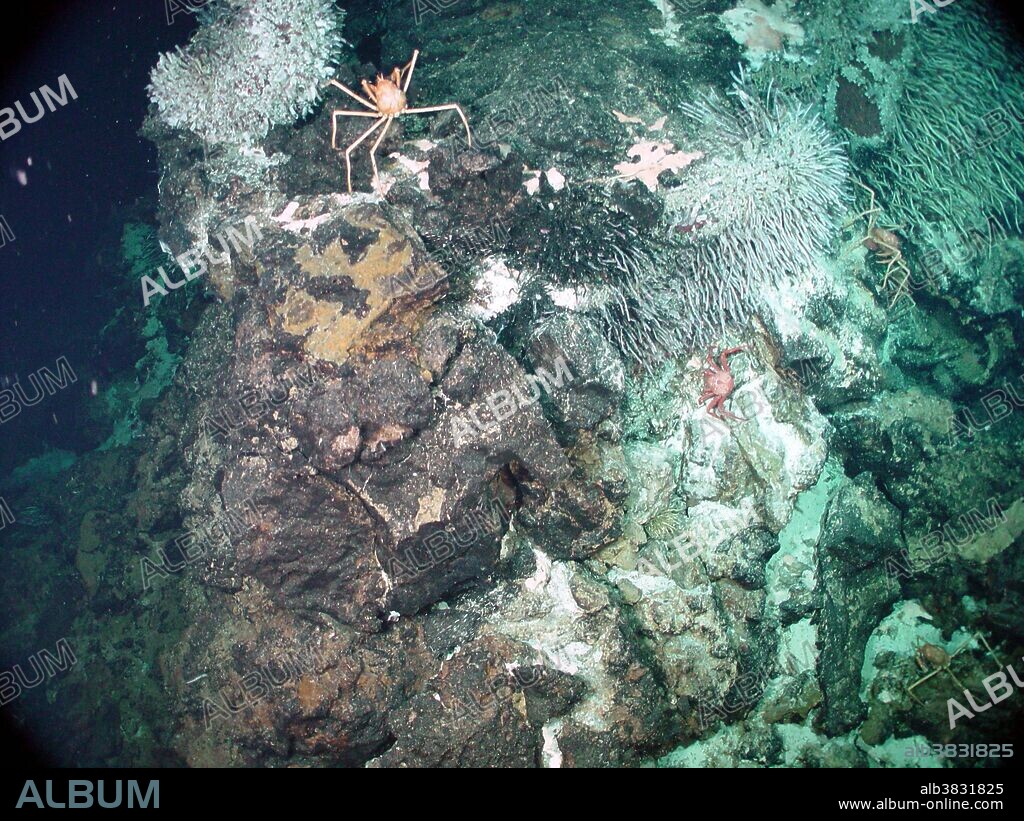 Zooarium chimney at Magic Mountain hydrothermal field, located on the Southern Explorer Ridge in the North Pacific Ocean, about 150 miles west of Vancouver. Zooarium chimney, with diffuse flow (lower temperature and not as focused as the anhydrite structures), provides an ideal habitat for vent biota. Ring of Fire 2002 Expedition.
