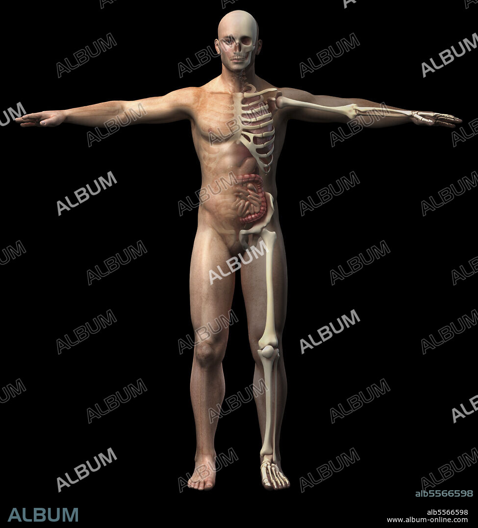 Front view of male skeletal and internal organs diagram. Full figure standing on black background.