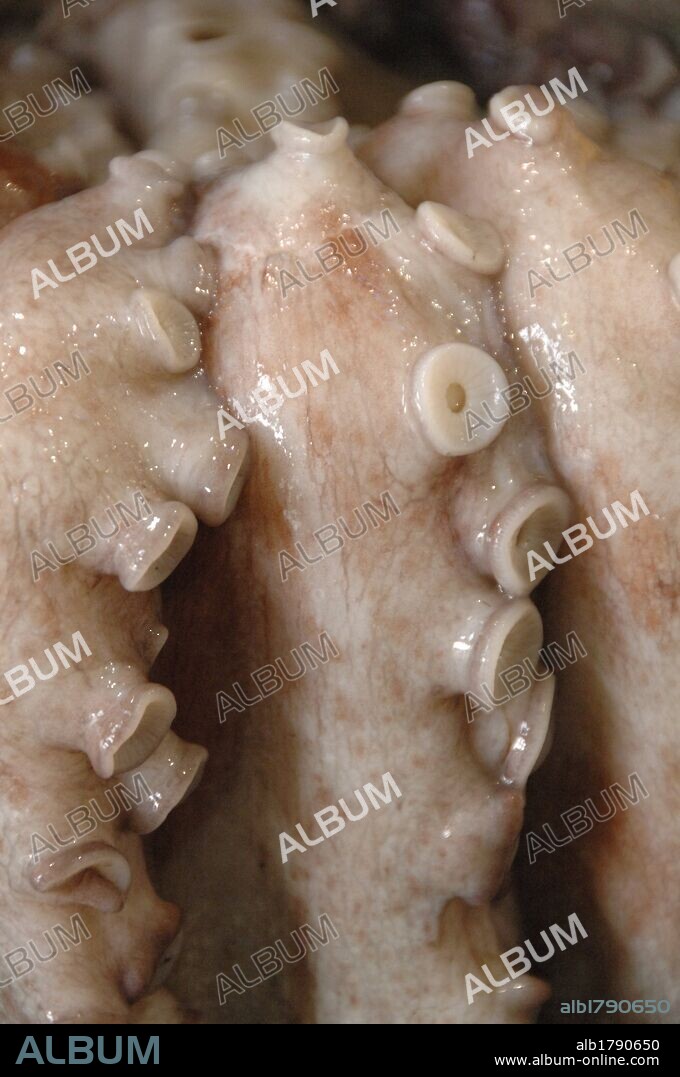Octupus arm with two rows of suckers. Marketplace in Galicia, Spain.