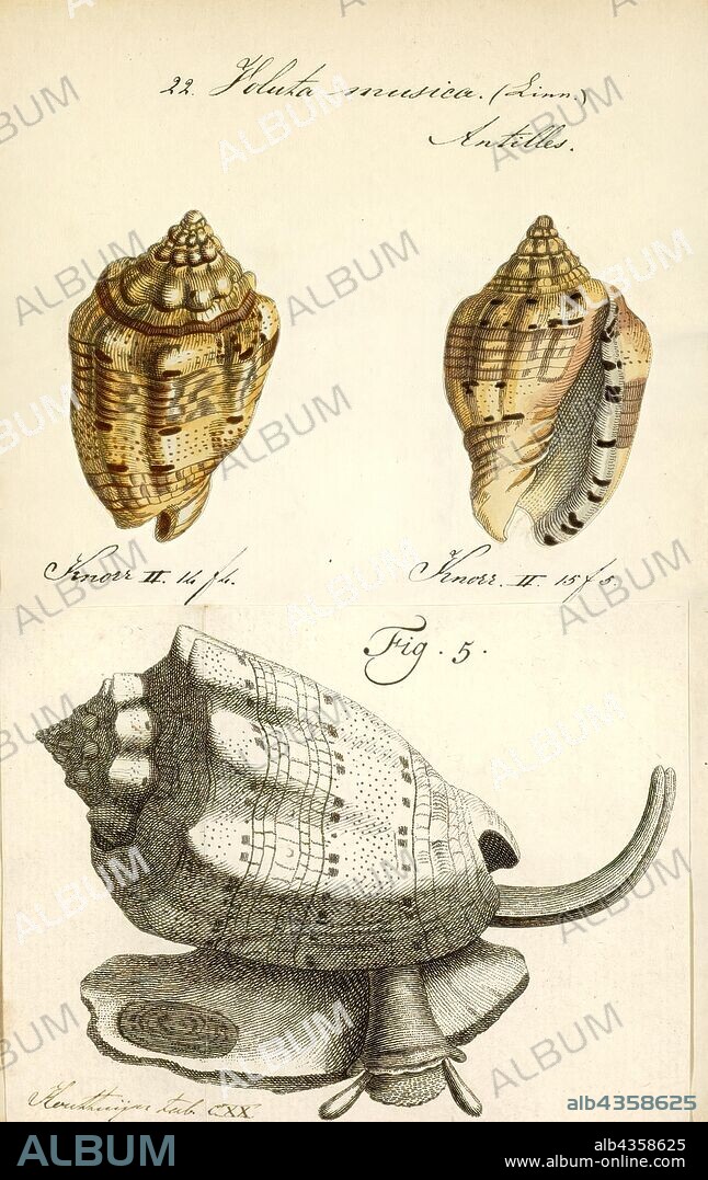 Voluta musica, Print, Voluta musica, common name the music volute, is a species of sea snail, a marine gastropod mollusk in the family Volutidae, the volutes.