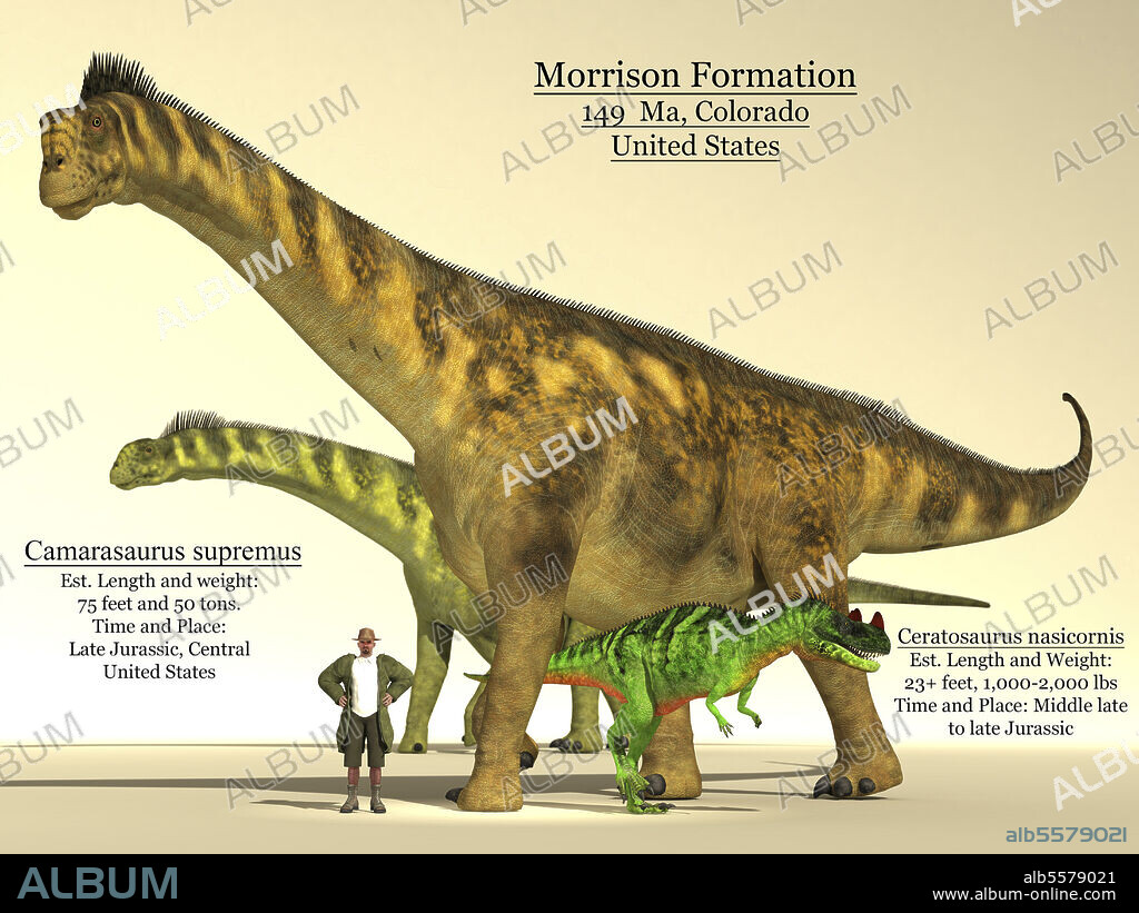 Ceratosaurus and Camarasaurus dinsoaur size comparison chart. These dinosaurs were from the Morrison Formation of the Late Jurassic period.