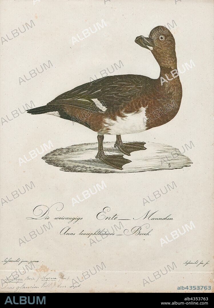 Aythya nyroca, Print, The ferruginous duck, also ferruginous pochard, common white-eye or white-eyed pochard (Aythya nyroca) is a medium-sized diving duck from Eurasia. The scientific name is derived from Greek aithuia an unidentified seabird mentioned by authors including Hesychius and Aristotle, and nyrok, the Russian name for a duck., 1800-1812.