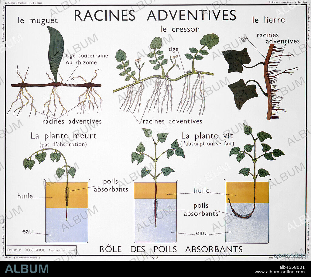 Planche botanique : 'Racines adventives du muguet, du cresson et du lierre et role des poils absorbants'. Panneau scolaire des editions Rossignol des annees 1950. Credit: Imagerie Rossignol/KHARBINE-TAPABOR..