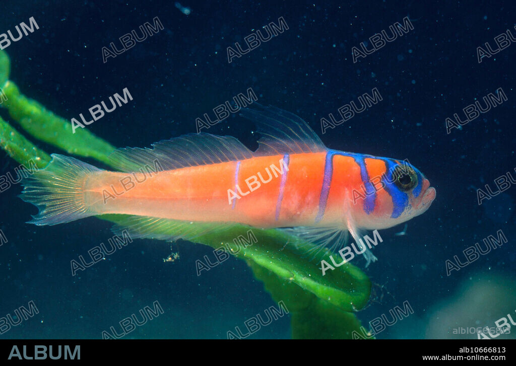 Adult Catalina goby (Lythrypnus dalli), 3cm long, at the University of Texas Marine Science Institute in Port Aransas, Texas.