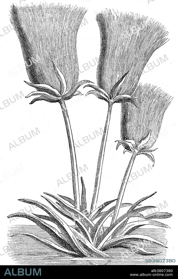 Papyrus is a thick paper-like material produced from the pith of the papyrus plant, Cyperus papyrus, a wetland sedge that was once abundant in the Nile Delta of Egypt. Papyrus is first known to have been used in ancient Egypt, but it was also used throughout the Mediterranean region. Ancient Egyptians used this plant as a writing material and for boats, mattresses, mats, rope, sandals, and baskets. Papyrus was first manufactured in Egypt as far back as the third millennium BC. In the first centuries BC and AD, papyrus scrolls gained a rival as a writing surface in the form of parchment, which was prepared from animal skins. Sheets of parchment were folded to form quires from which book-form codices were fashioned. Image appeared in Prosper Alpinus, 1801.