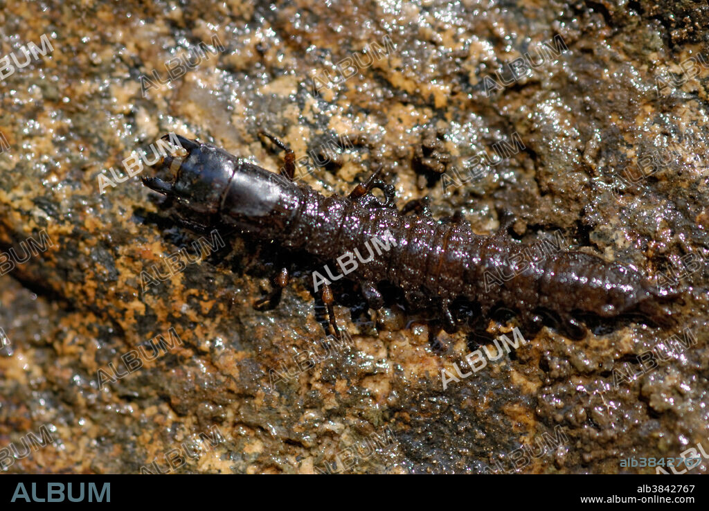 Hellgrammite, or, Dobsonfly larva, Corydalus sp., on a stream rock. Dobsonfly larvae live underneath rocks in flowing streams with good water quality. Their presence is used, along with other macroinvertebrates that require high dissolved oxygen, as an indicator of a stream's health. They are eaten by fish such as trout and can be used as fish bait in fly fishing.