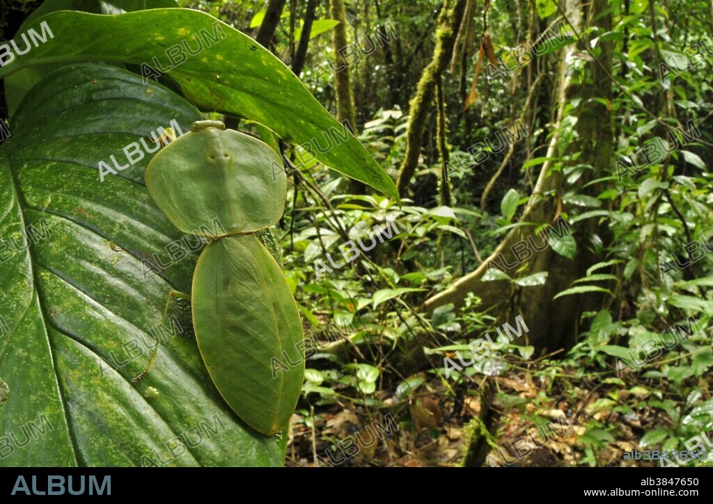 Leaf mantis, Choeradodis sp., Colombia, Atlantic Forest.