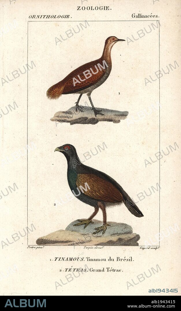 Great tinamou, Tinamus major (near threatened), and western capercaillie, Tetrao urogallus. Handcoloured copperplate stipple engraving from Dumont de Sainte-Croix's "Dictionary of Natural Science: Ornithology," Paris, France, 1816-1830. Illustration by J. G. Pretre, engraved by Guyard, directed by Pierre Jean-Francois Turpin, and published by F.G. Levrault. Jean Gabriel Pretre (1780~1845) was painter of natural history at Empress Josephine's zoo and later became artist to the Museum of Natural History. Turpin (1775-1840) is considered one of the greatest French botanical illustrators of the 19th century.