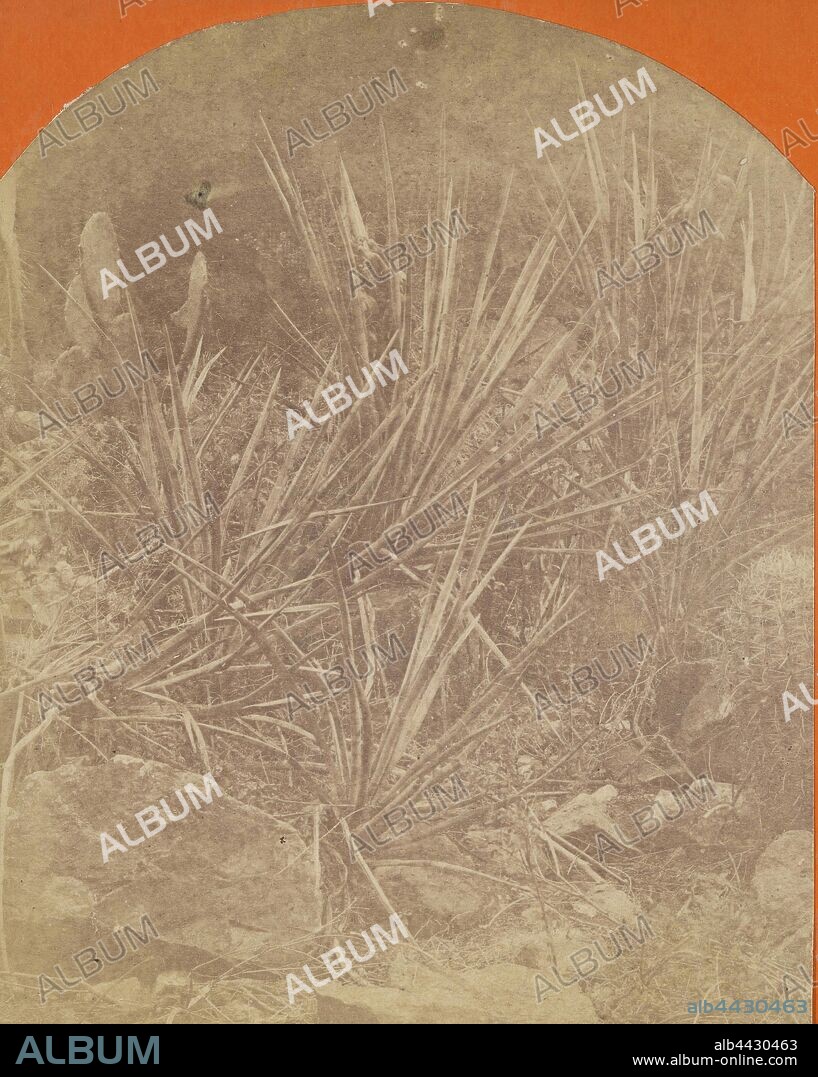 Cactus Group in Kanab Canon. Showing the Barrel Cactus, the Prickly Pear and Spanish Bayonet., Elias Olcott Beaman (American, active 1870s), about 1871–1872, Albumen silver print.