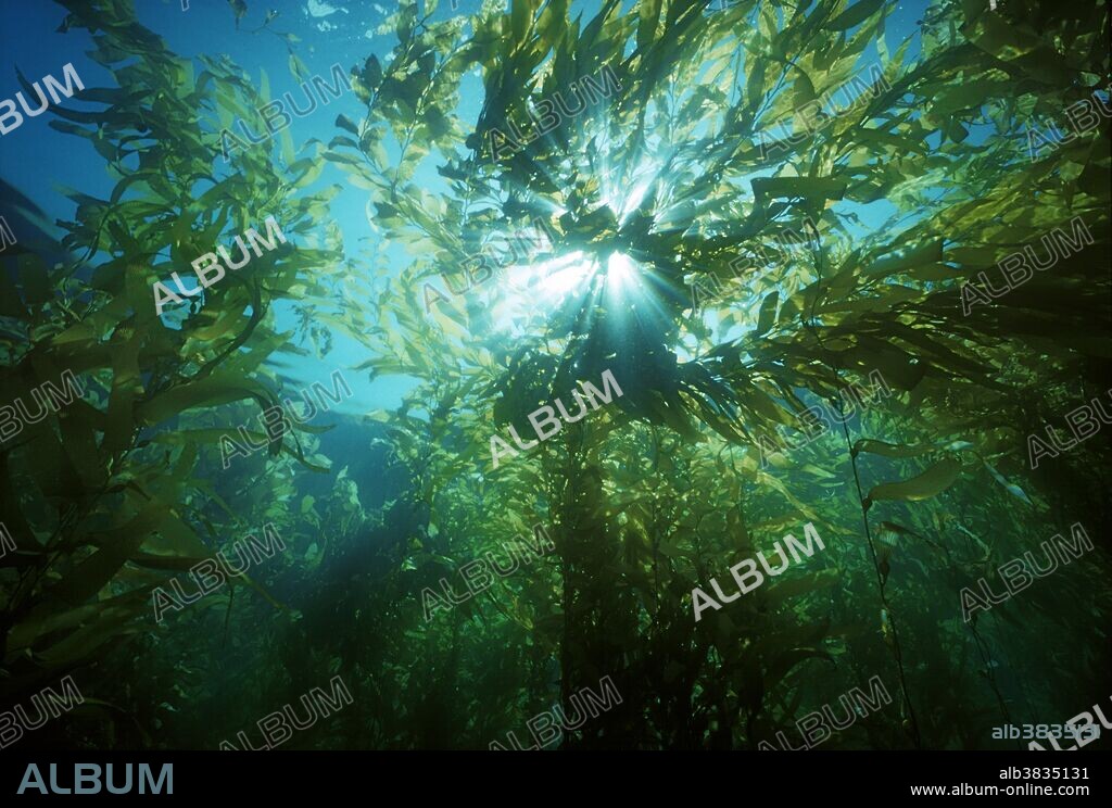 Penetrating sunlight in a Giant Kelp Forest (Macrocystis pyrifera), Channel Islands, California (USA) - Pacific Ocean.