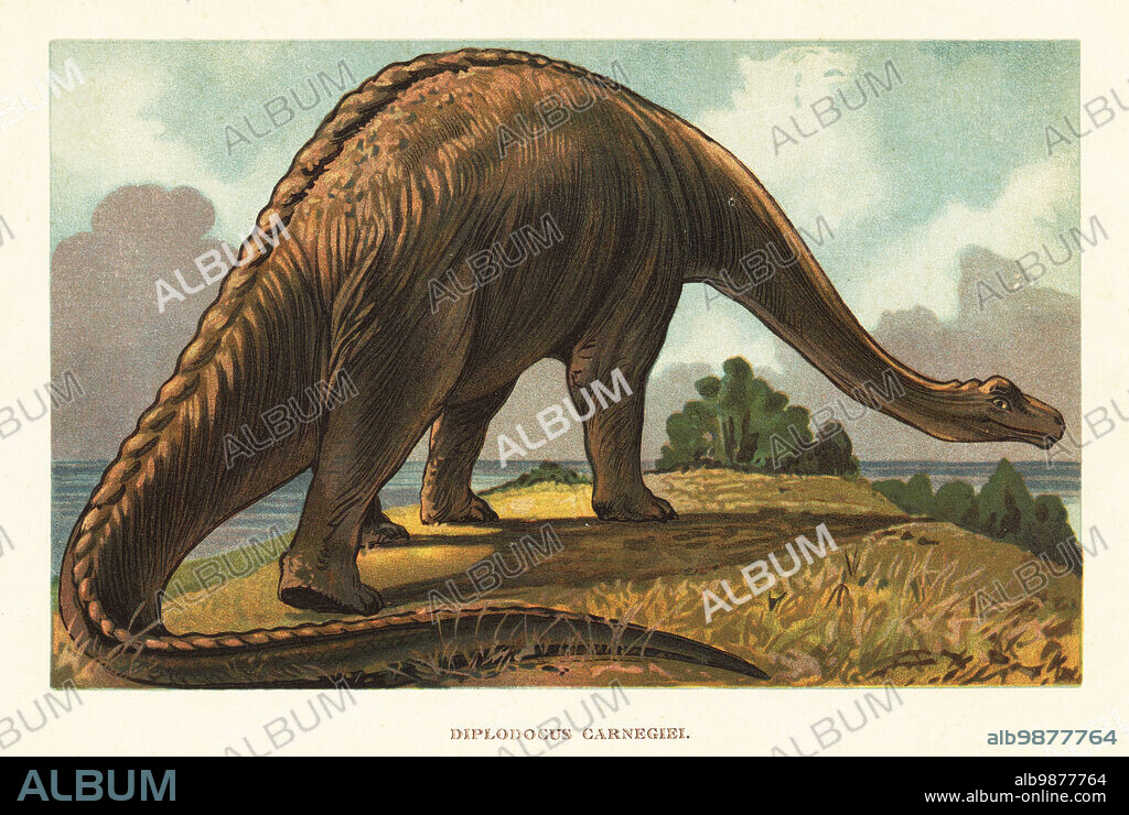 Diplodocus carnegii, diplodocid sauropod dinosaur of the Jurassic. Reconstruction from the skeleton in Pittsburgh's Carnegie Museum of Natural History. Diplodocus carnegiei. Colour printed illustration by F. John from Wilhelm Bolsches Tiere der Urwelt (Animals of the Prehistoric World), Reichardt Cocoa company, Hamburg, 1908.
