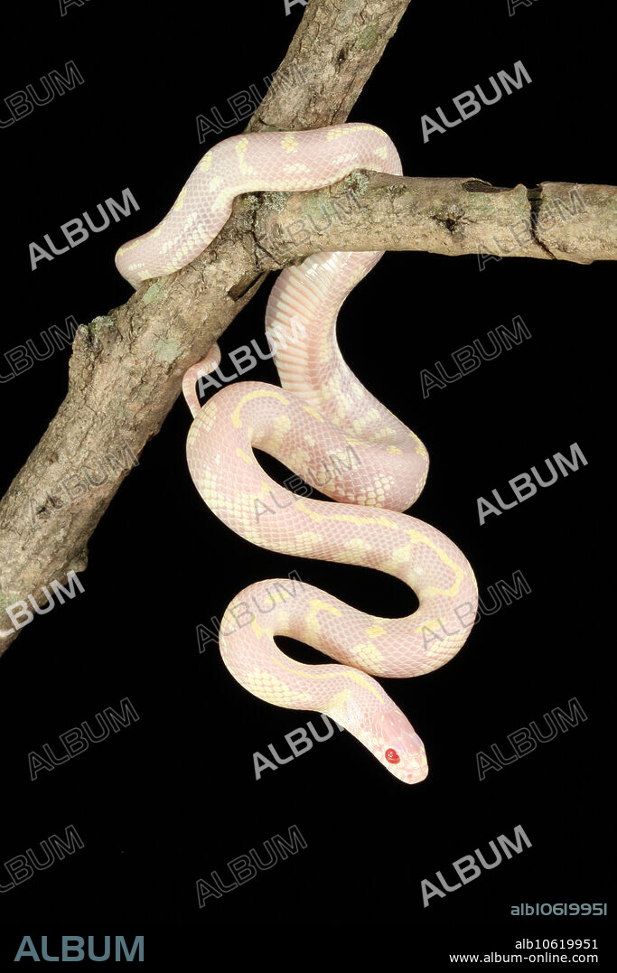 Albino California kingsnake (Lampropeltis getula californiae) endemic to the western United States and northern Mexico. Popular in the pet trade. Captive.