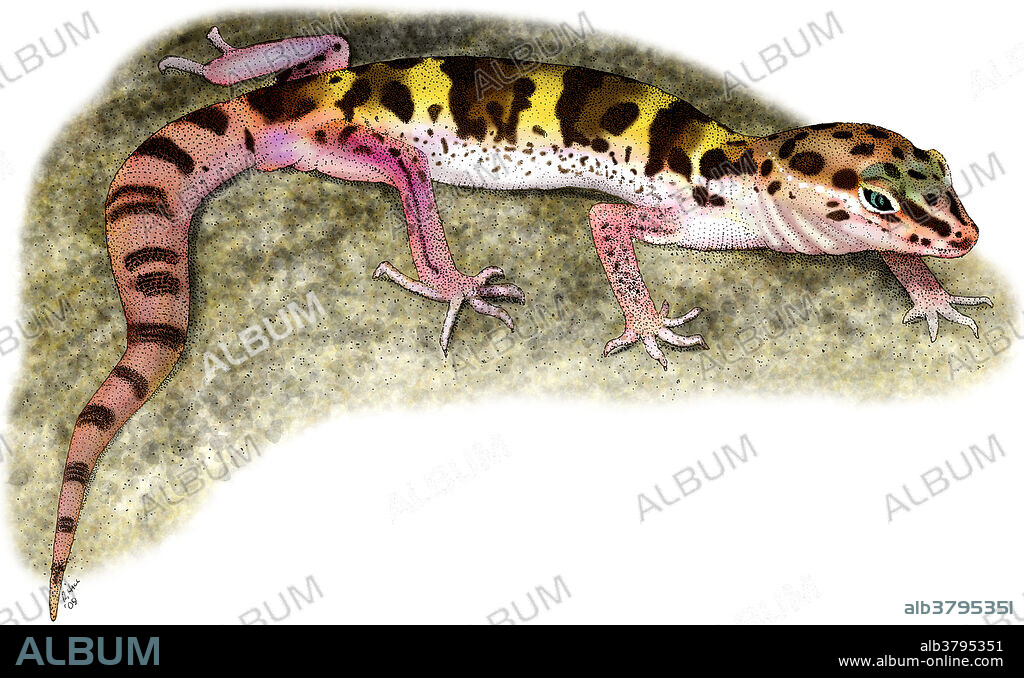 Illustration of a Desert Banded Gecko (Coleonyx variegatus).