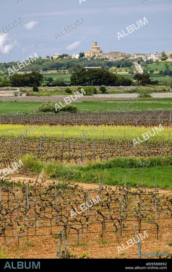 viñas Miquel Oliver, Petra, Mallorca, balearic islands, spain, europe.