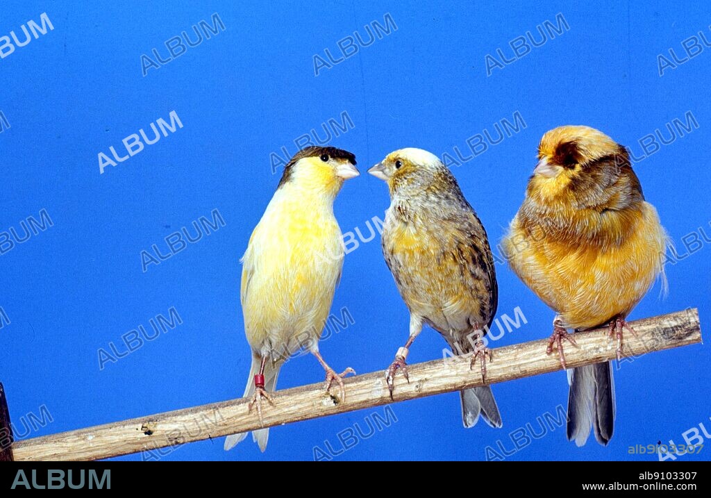 From left to right - Buff Corona Gloster Fancy, Clear-capped Silver Lizard and Variegated Yellow Norwich Plainhead.