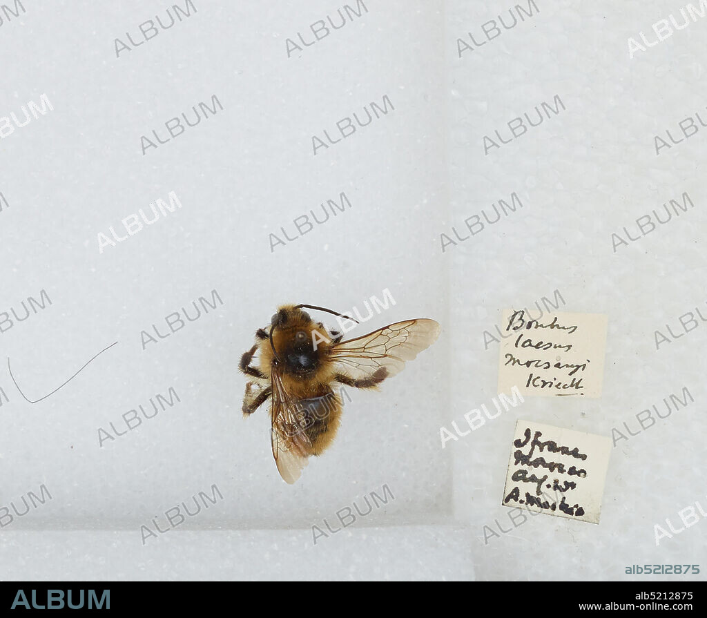 Ifrane, Tadla-Azilal, Morocco, Bombus (Laesobombus) laesus mocsaryi Kriechbaumer, Animalia, Arthropoda, Insecta, Hymenoptera, Apidae, Apinae.