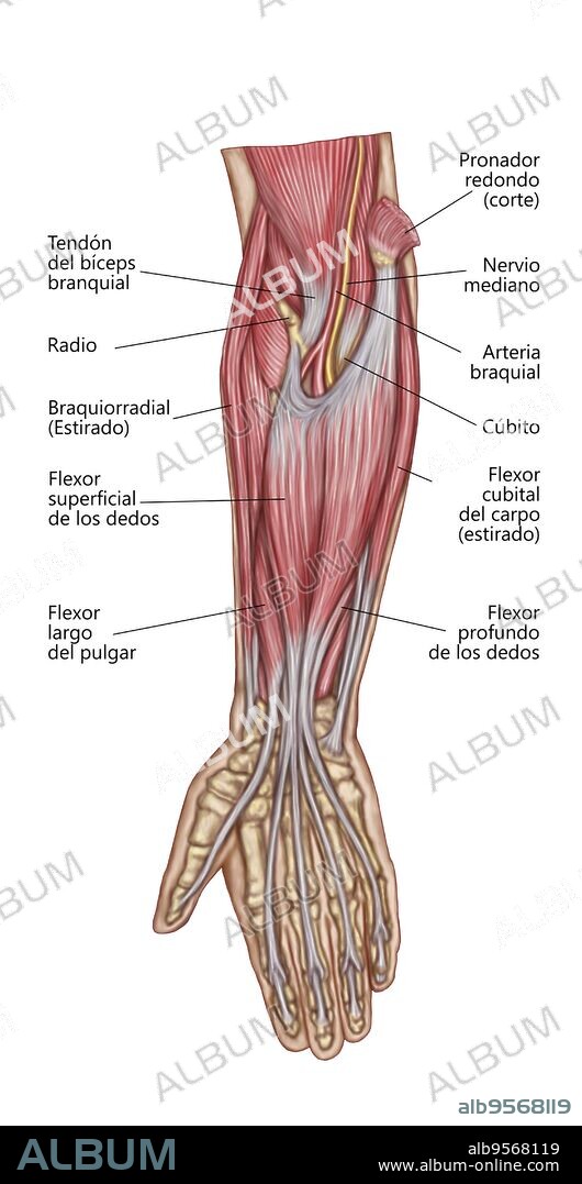 Anatomy of forearm muscles, anterior view, middle.
