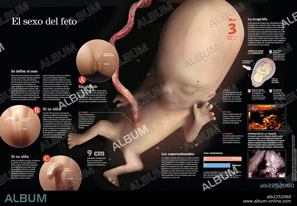 El sexo del feto. Infografía del desarrollo de los genitales en el feto a los tres meses de gestación y las técnicas médicas para conocer el sexo del feto.