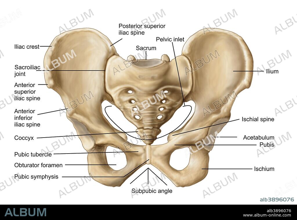 Anatomy of human pelvic bone.