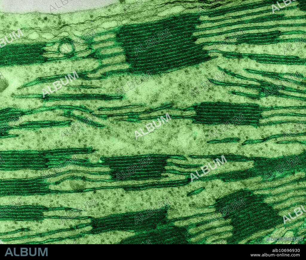Colour enhanced transmission electron micrograph (TEM), detail of a chloroplast in a corn leaf cell (Granum). Dark green areas are Grana. Magnification: 62,400X at 8x10 print size.