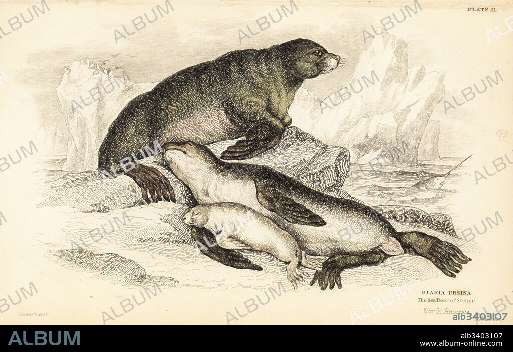 Steller sea lion, Eumetopias jubatus (Sea bear of Steller, Otaria ursina). North America. Bull, cow and pup. Handcoloured steel engraving by W.H. Lizars after an illustration by James Stewart from Robert Hamilton's Amphibious Carnivora, part of Sir William Jardine's Naturalist's Library: Mammalia, Edinburgh, 1839.