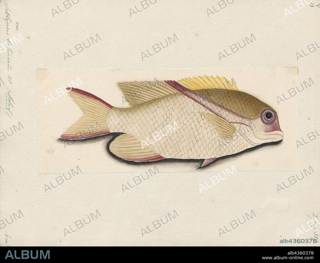 Scolopsis bilineatus, Print, Bridled Monocle Bream, 1873-1877.