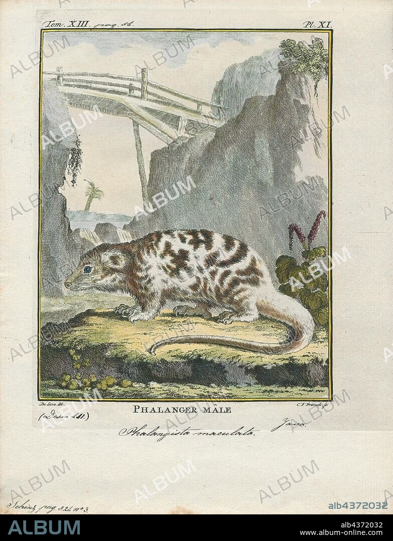 Phalangista maculata, Print, The common spotted cuscus (Spilocuscus maculatus), also known as the white cuscus, is a cuscus, a marsupial that lives in the Cape York region of Australia, New Guinea, and nearby smaller islands., 1700-1880.