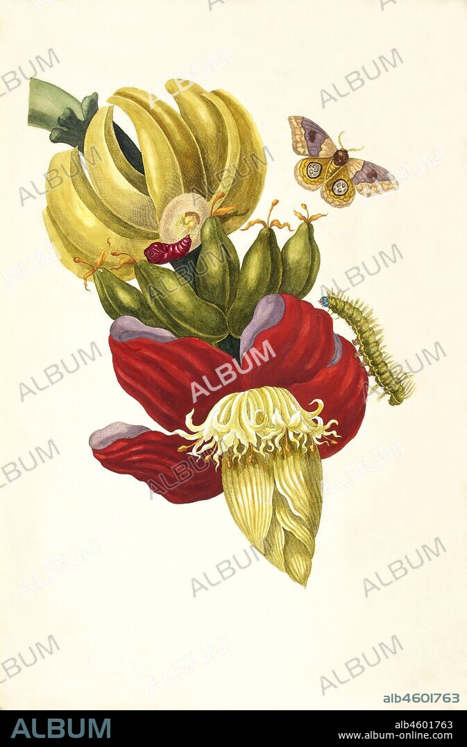MARIA SIBYLLA MERIAN. From the Book Metamorphosis insectorum Surinamensium.