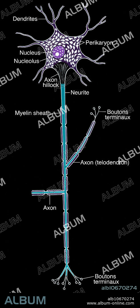 Illustration of a motor neuron, showing dendrites, nucleus, nucleolus, Perikaryon, axon hillock, neurite, myelin sheath, axon (telodendron), and boutons terminaux.