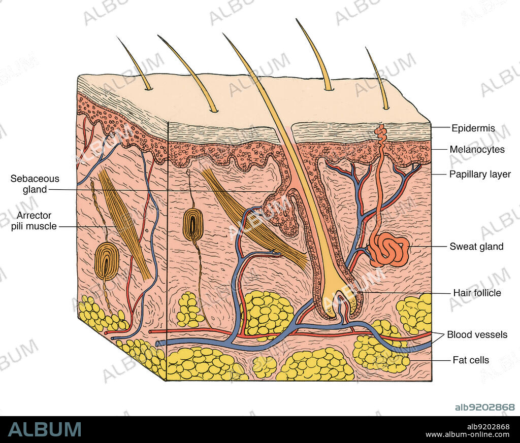 Anatomical illustration of a section through human skin, showing the epidermis, melanocytes, papillary layer, sweat gland, hair follicle, blood vessels, fat cells, sebaceous gland and arrector pili muscle.