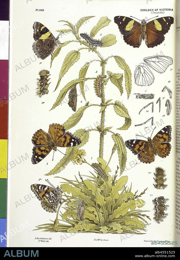 Lithographic colour proof - Australian Admiral Butterfly, Vanessa itea, and Australian Painted Lady, Vanessa kershawi, by Arthur Bartholomew, Lithographic colour proof of an Australian Admiral, Vanessa itea, and Australian Painted Lady, Vanessa kershawi, by Arthur Bartholomew, finally published as Plate 198 in The Prodromus of Zoology by Frederick McCoy.