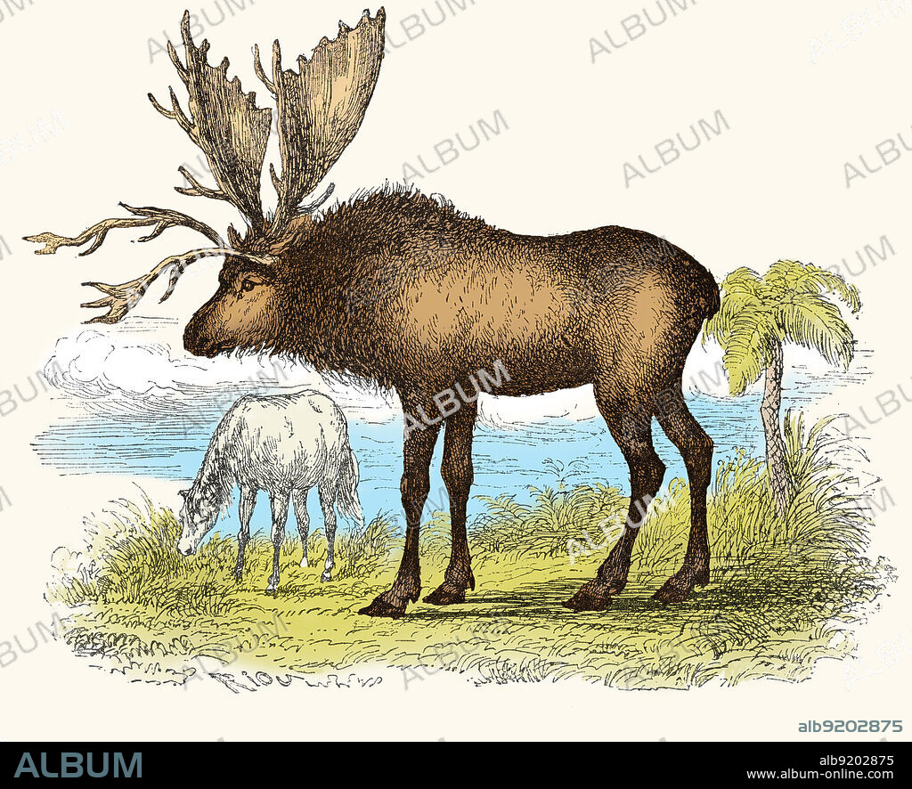 Sivatherium, reconstructed from only a skull fossil, from Louis Figuier's The World Before the Deluge, 1867 American edition. Once thought to be a gigantic deer, it is now grouped with the giraffes and is known to have resembled today's okapi. Sivatherium lived in Africa and the Indian subcontinent, from the Late Pliocene until about 10,000 years ago.