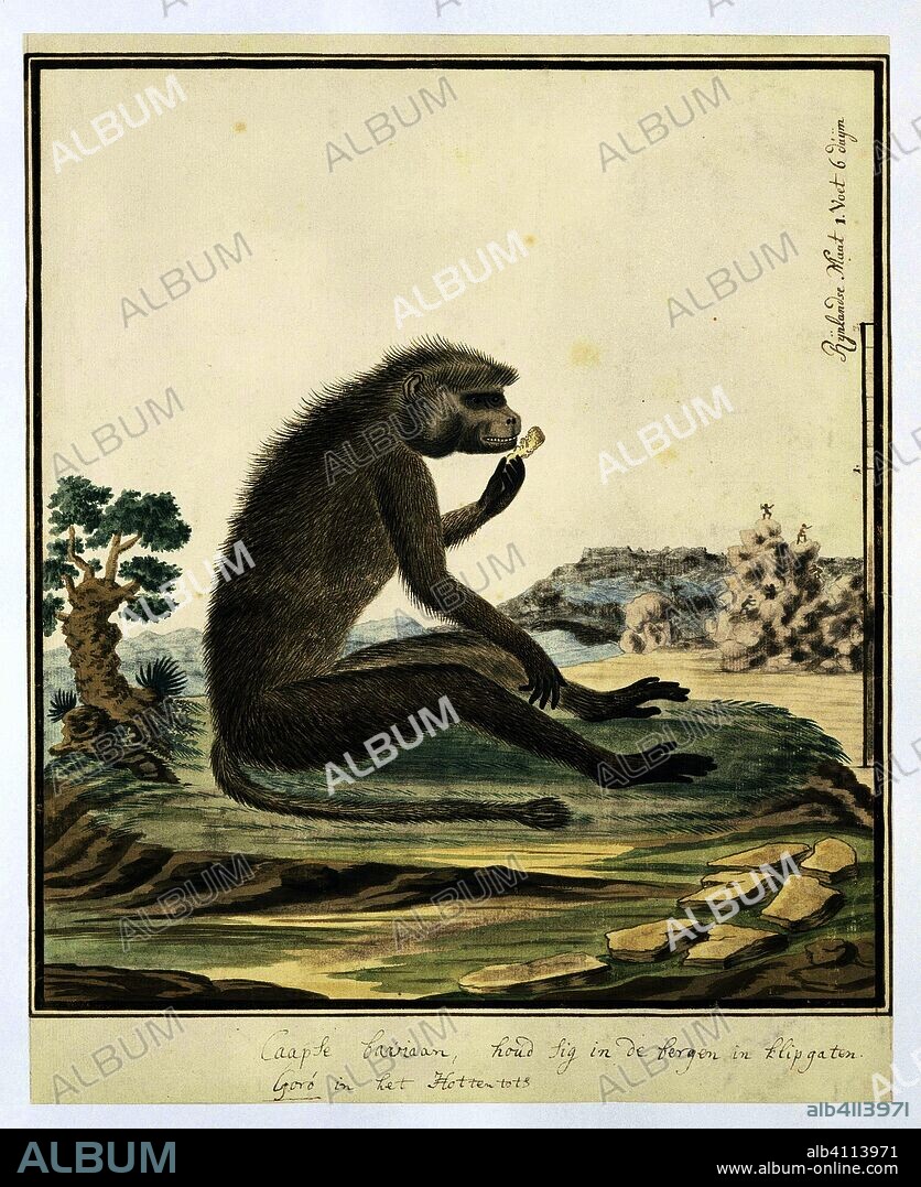 Papio ursinus (Chacma baboon). Draughtsman: Robert Jacob Gordon (attributed to). Dating: 1773 - 1786. Measurements: h 660 mm × w 480 mm; h 361 mm × w 293 mm; h 318 mm × w 293 mm.