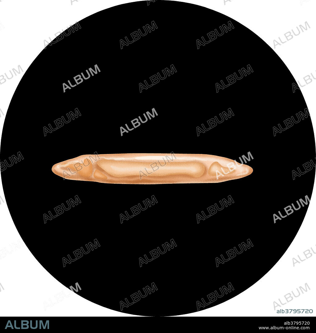 Illustration of the larva of Wuchereria bancrofti or Filaria, a parasitic filarial nematode worm spread by a mosquito vector. It is one of the three parasites that cause lymphatic filariasis, also known as elephantiasis.