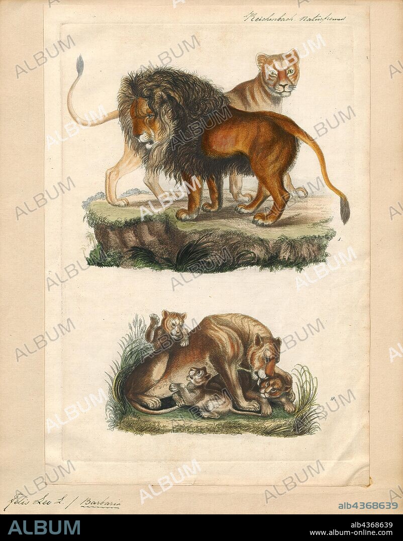 Felis leo, Print, The lion (Panthera leo) is a species in the family Felidae; it is a muscular, deep-chested cat with a short, rounded head, a reduced neck and round ears, and a hairy tuft at the end of its tail. It is sexually dimorphic; male lions have a prominent mane, which is the most recognisable feature of the species. With a typical head-to-body length of 184–208 cm (72–82 in) they are larger than females at 160–184 cm (63–72 in). It is a social species, forming groups called prides. A lion pride consists of a few adult males, related females and cubs. Groups of female lions usually hunt together, preying mostly on large ungulates. The lion is an apex and keystone predator, although some lions scavenge when opportunities occur and have been known to hunt humans, although the species typically does not., 1834.